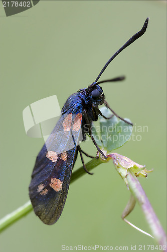 Image of wild  Zygaenidae on a brown branch in the bush