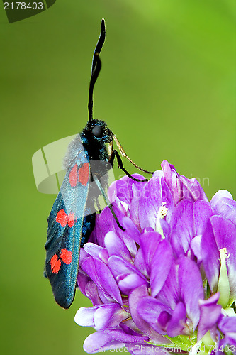 Image of wild fly  Zygaenidae in the flower