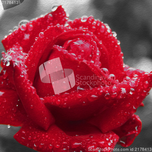 Image of The red in the rain