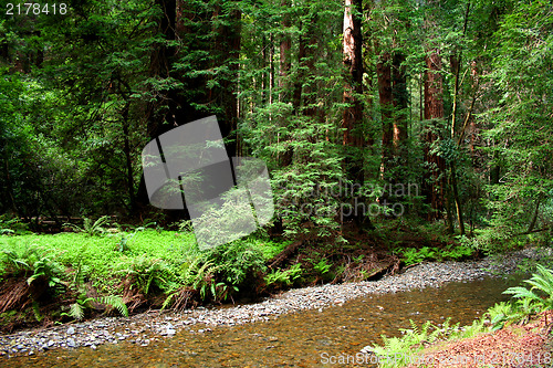 Image of River in Muir Woods