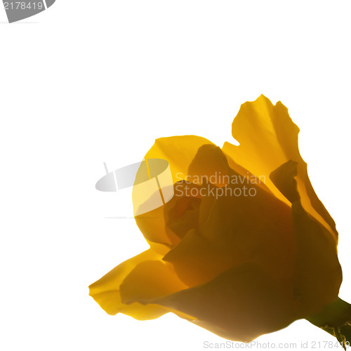 Image of Blooming yellow