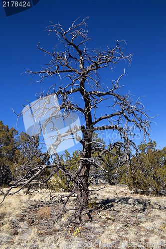 Image of A juniper on volcano soil