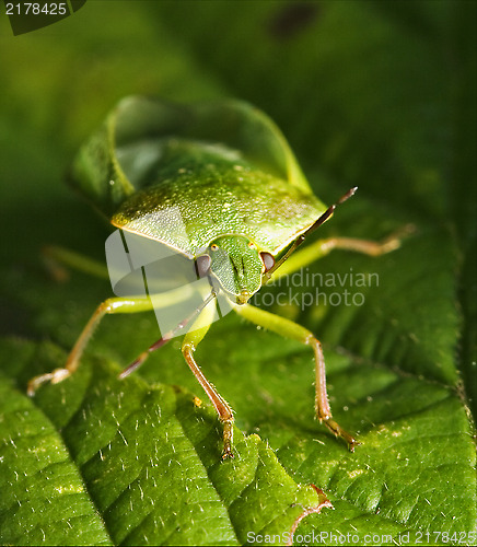 Image of front of wild fly hemiptera Nezara Virdula