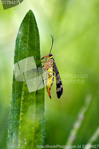 Image of  Mecoptera Scorpion Fly Panorpa Panorpidae