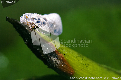 Image of  Omoptera on a green leaf in the bush