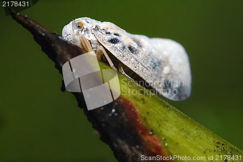 Image of   Omoptera on a green leaf