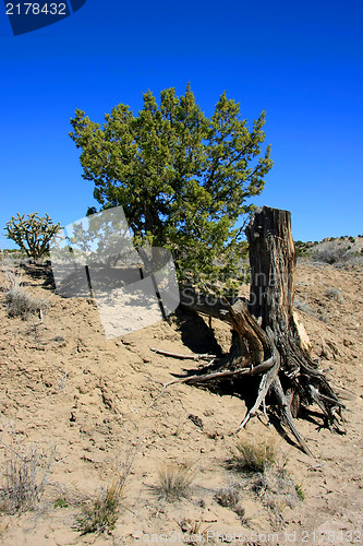 Image of Life and death in New Mexico