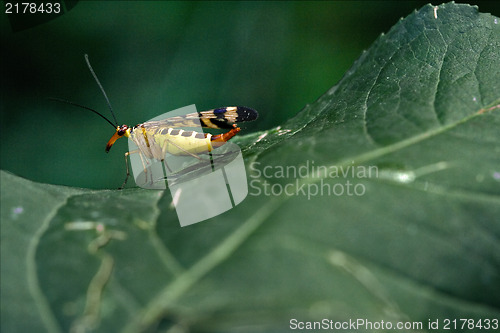 Image of  Panorpa Panorpidae on a green leaf