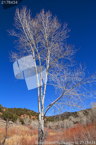 Image of Bright colorful lights in winter in New Mexico