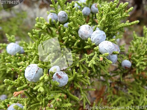 Image of Juniper with berries