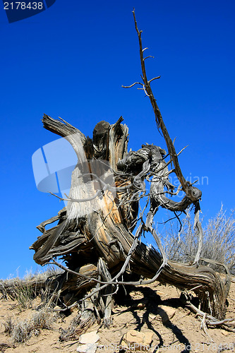 Image of Wood in the desert of New Mexico