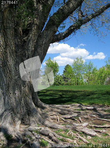 Image of Hiding behind a huge tree
