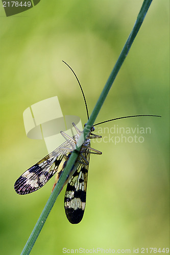 Image of front of wild fly Fly Panorpa 