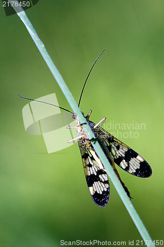 Image of front of wild fly Mecoptera Scorpion Fly