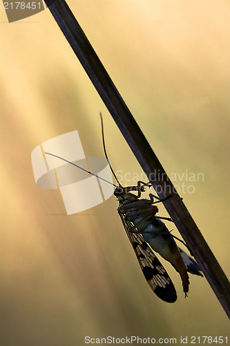 Image of Mecoptera Scorpion Fly 