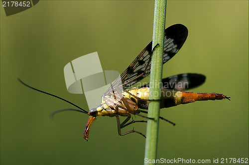 Image of Panorpidae on a green branch 