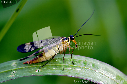 Image of Scorpion Fly Panorpa Panorpidae on a green branch 