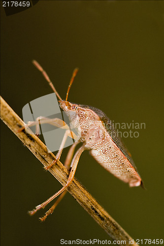 Image of  hemiptera  prasina in the bush