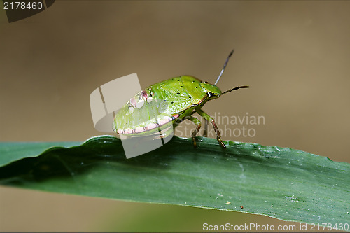 Image of  Heteroptera pentatomidae palomena