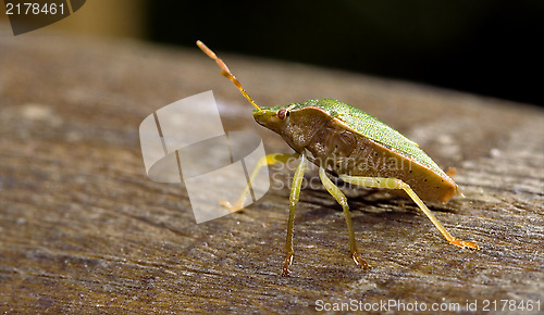 Image of pentatomidae palomena prasina on a wood