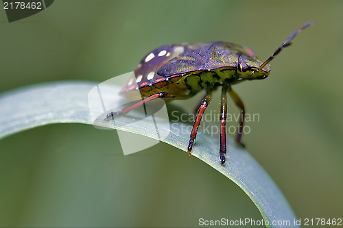 Image of side of wild fly hemiptera  on a green leaf 