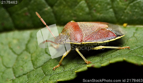 Image of side of wild fly hemiptera