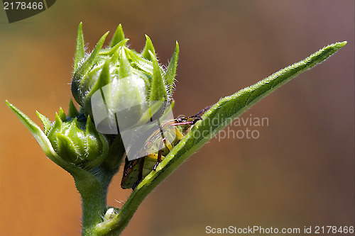 Image of hemiptera inside a flower 