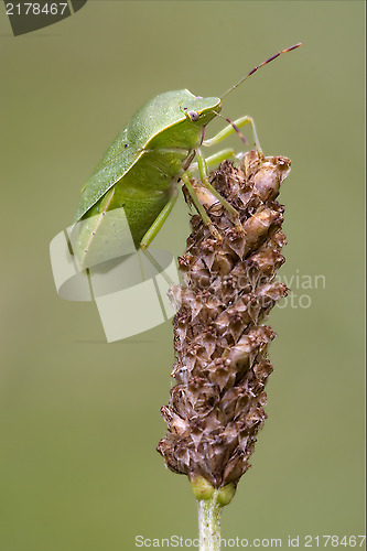 Image of Heteroptera pentatomidae  on a flower