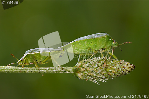 Image of Heteroptera pentatomidae and reproduction