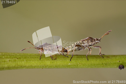 Image of  on a branch and reproduction