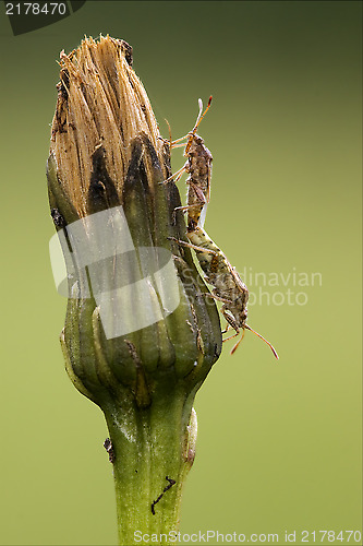 Image of palomena prasina on a flower and reproduction