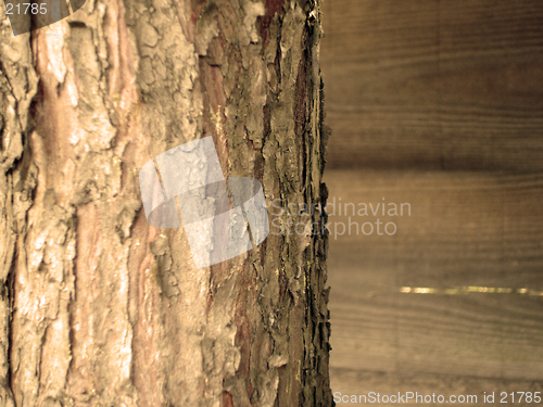 Image of Close up of tree bark