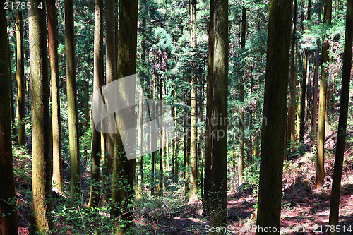 Image of Japanese cedar forest