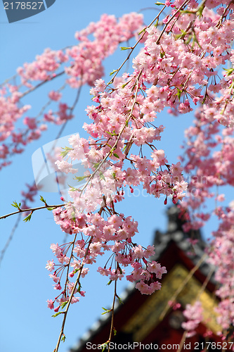 Image of Pink cherry blossom