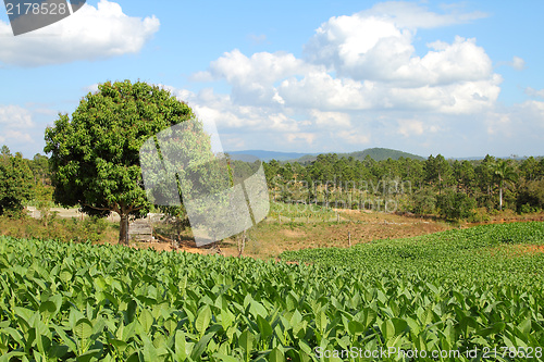 Image of Tobacco field