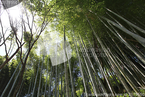 Image of Bamboo forest in Japan