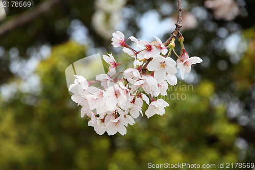 Image of Cherry blossom