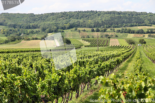 Image of Burgenland vineyard