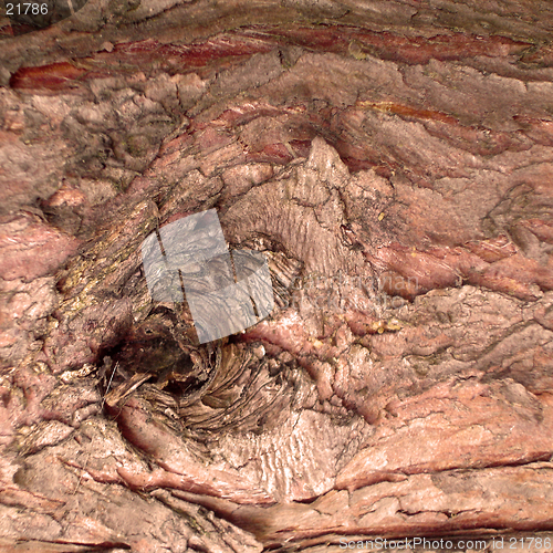 Image of Close up of tree bark