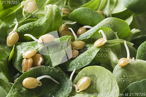 Image of Salad