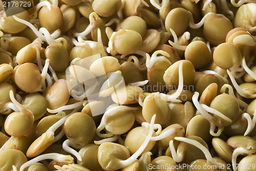 Image of Sprouts