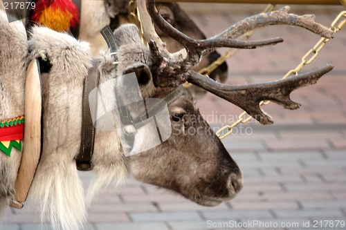 Image of reindeer