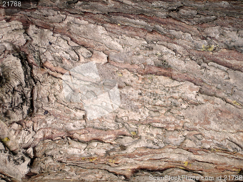 Image of Close up of tree bark