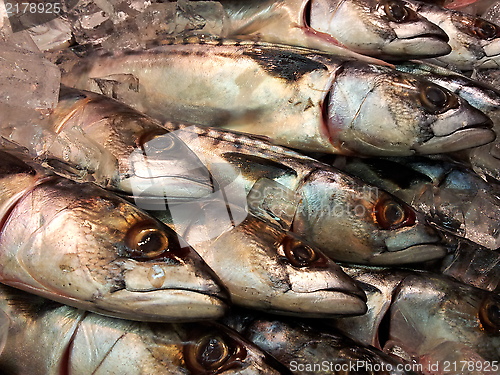 Image of Fresh whole mackerel