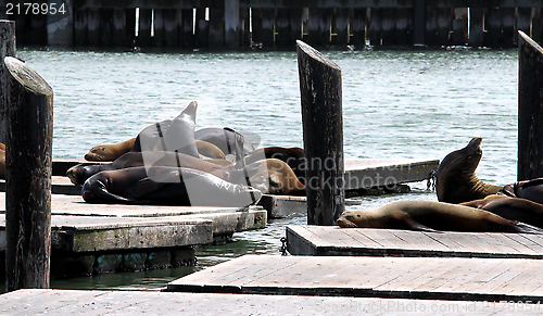 Image of Sea Lions