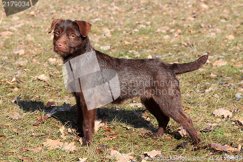 Image of Patterdale Terrier /Wire/  in the park 