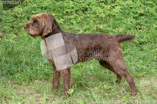 Image of Pudelpointer in the forest