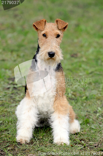 Image of Fox Terrier Wire in the autumn garden