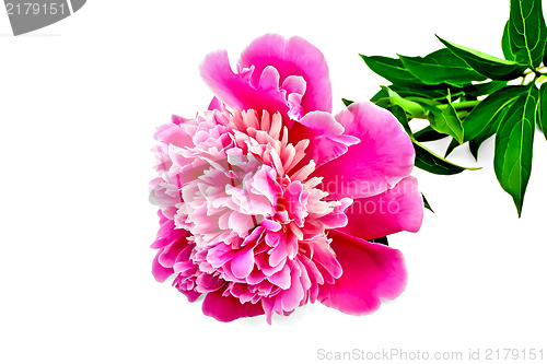 Image of Peony pink with green leaves