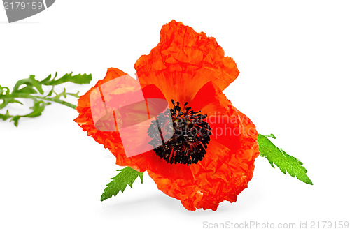 Image of Poppy red with green leaves